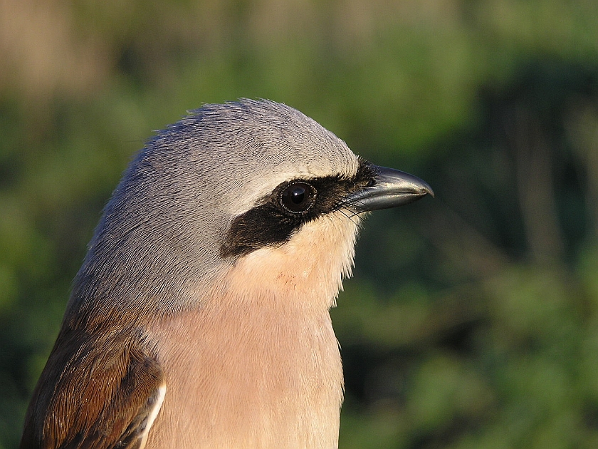 Red-backed Shrike, Sundre 20050513